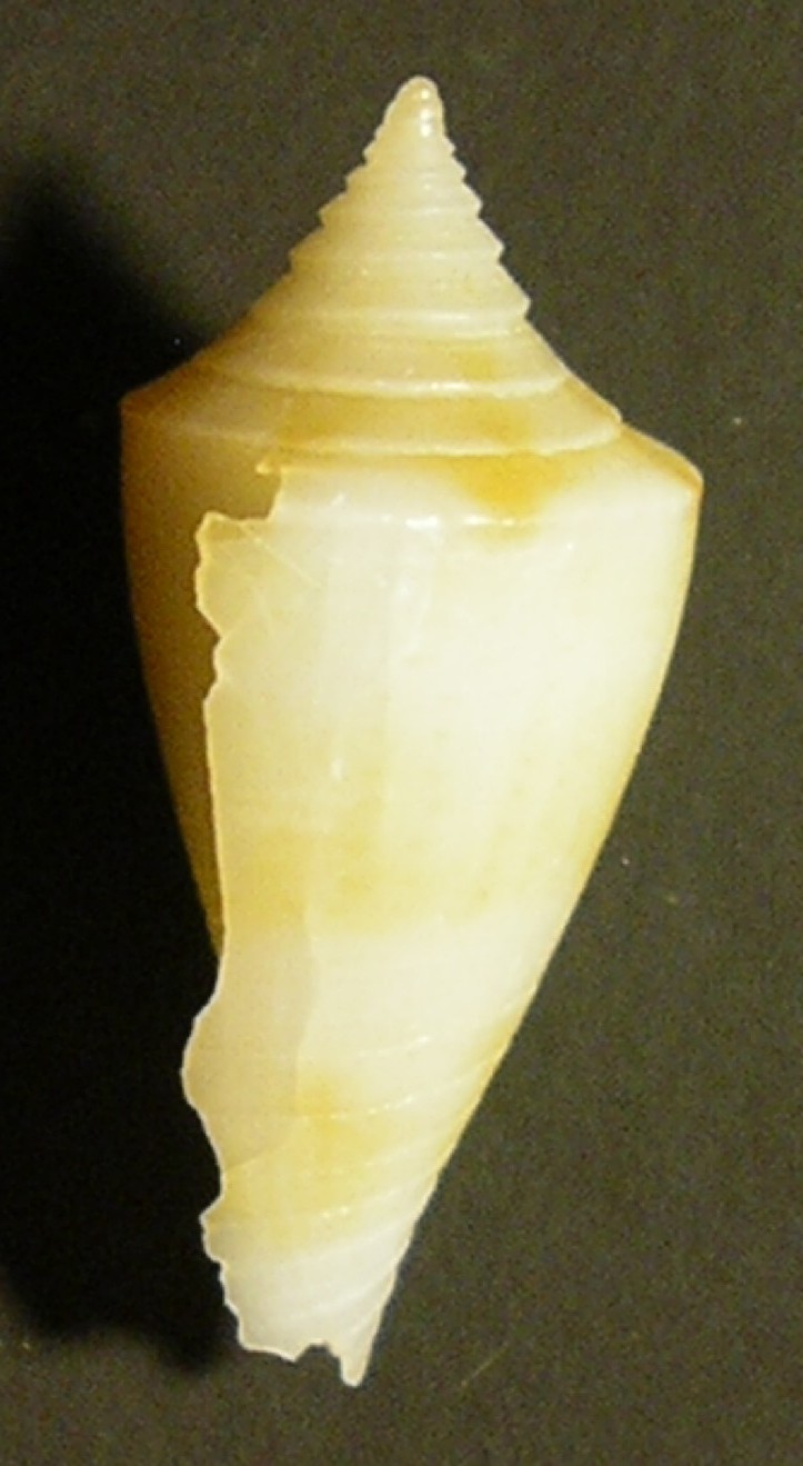 piccolo conus